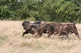 FILA BRASILEIRO 163